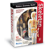 Skeleton Anatomy Model