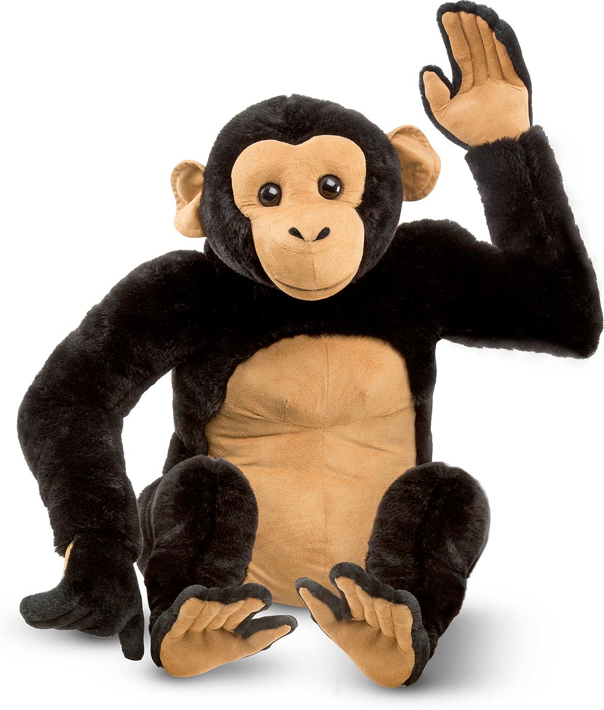 Chimpanzee
