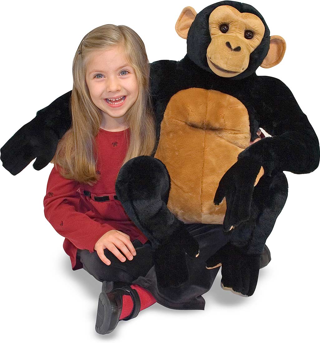Chimpanzee