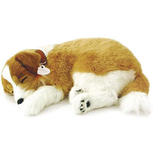 Perfect Petzzz Collie