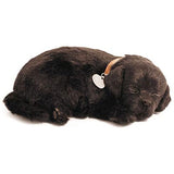 Perfect Petzzz Black Lab