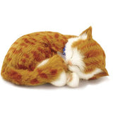 Perfect Petzzz Orange Tabby