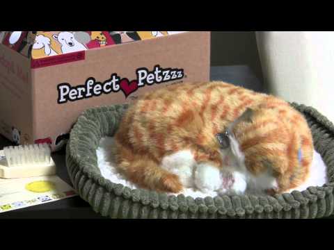 Perfect Petzzz Orange Tabby