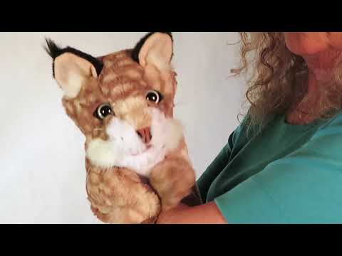 Bobcat Kitten