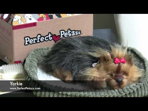 Perfect Petzzz Yorkie