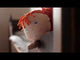 Mali 12" Doll