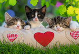 Sleepy Kittens