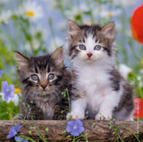 Tigers Kittens 3X49Pc Puzzle