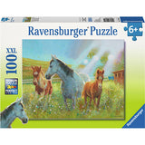 Equine Pasture