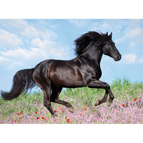 Beautiful Horse