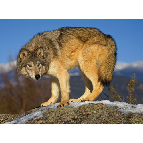 Lobo Puzzle 1000 pcs