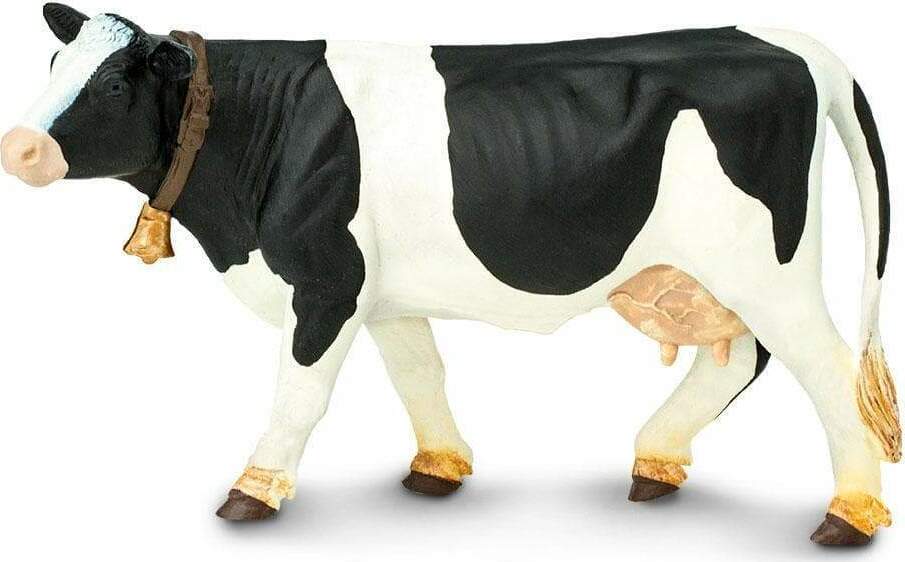 holstein cow