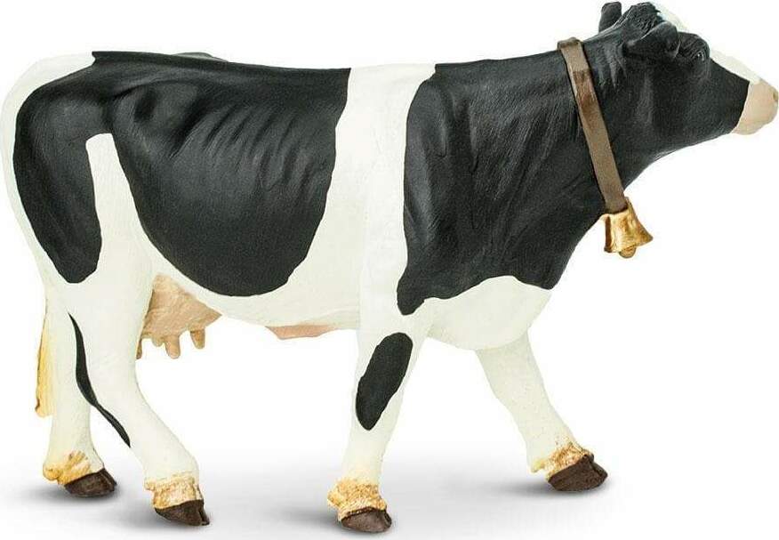 holstein cow