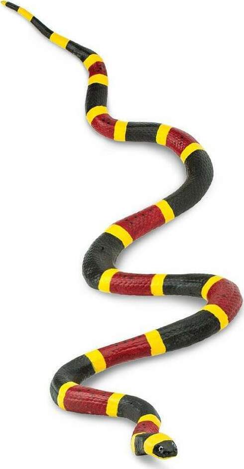 Coral Snake