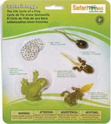 Life Cycle of a Frog Set