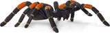 Tarantula