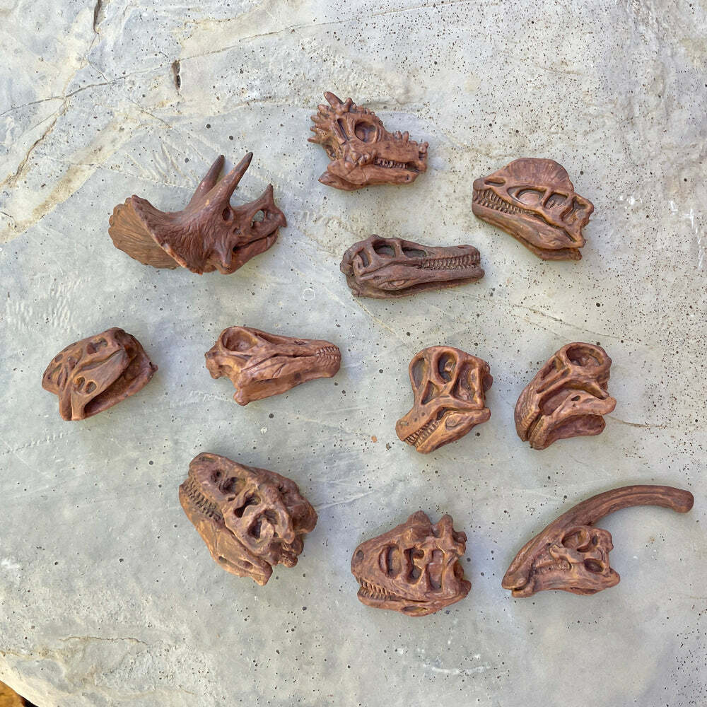 Dinosaur Skulls