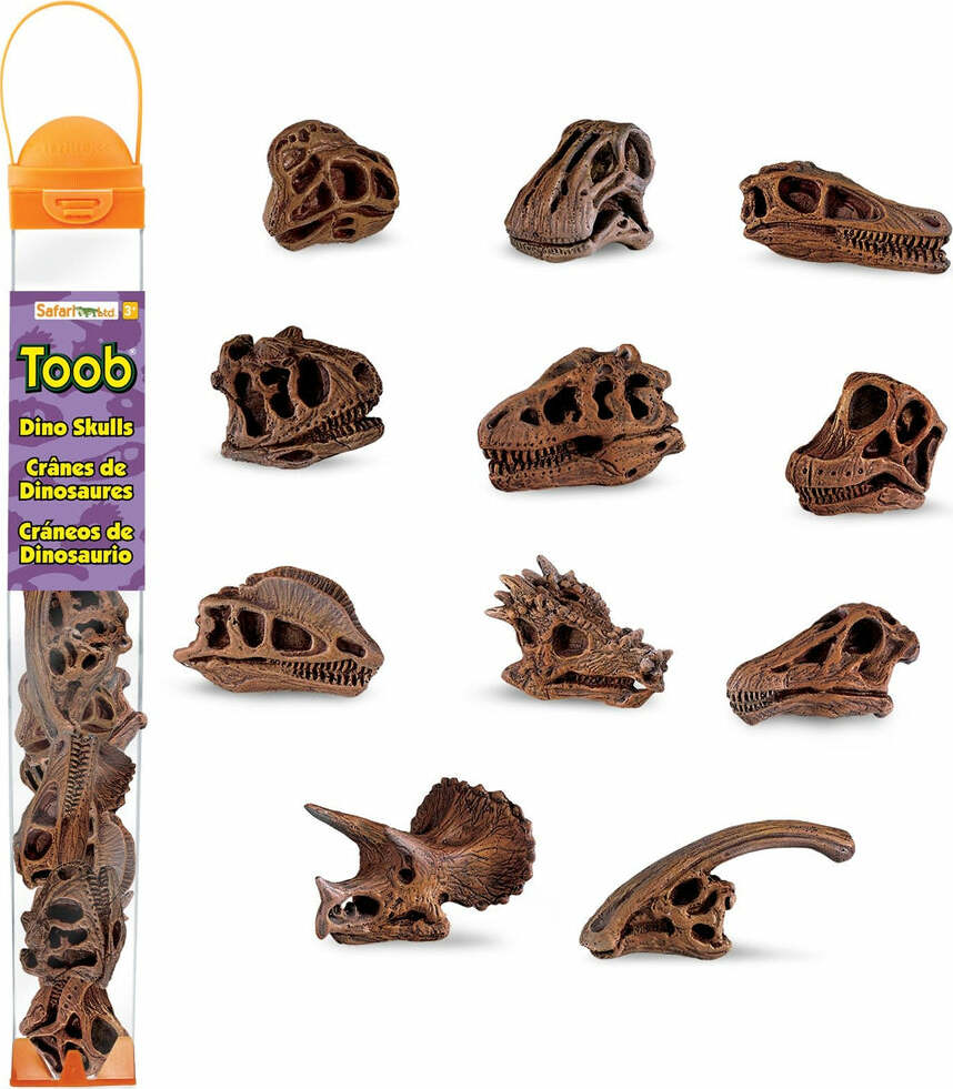 Dinosaur Skulls