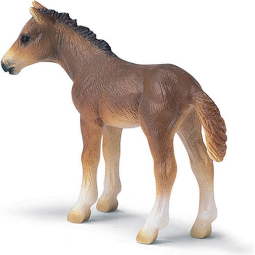 Percheron Stallion