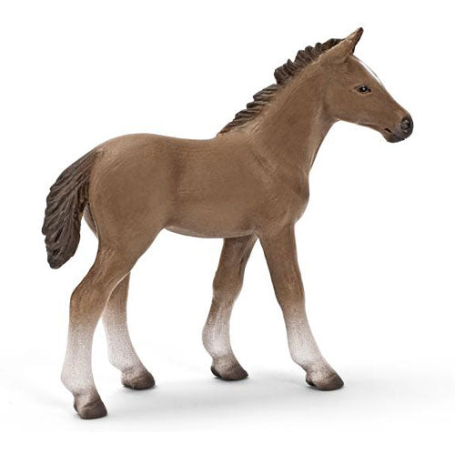 HANOVERIAN FOAL