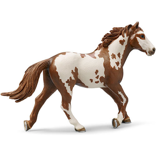 PINTO STALLION
