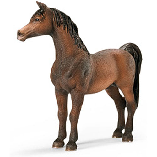ARABIAN STALLION