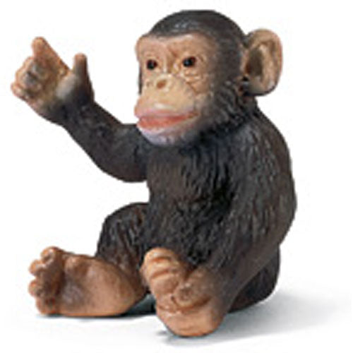 Chimpanzee Cub
