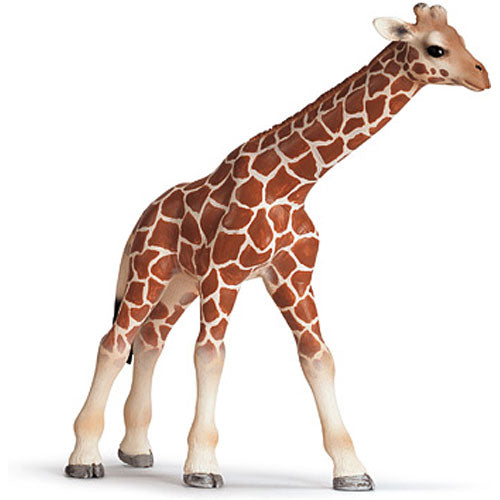Giraffe Calf