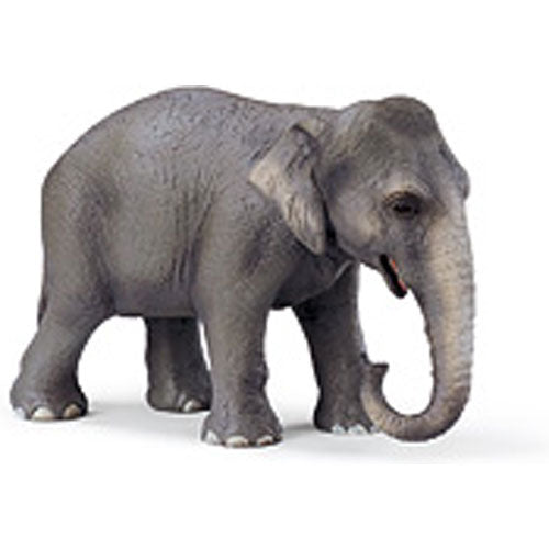 Indian Elephant