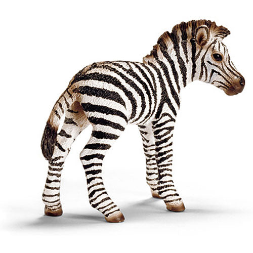 ZEBRA FOAL