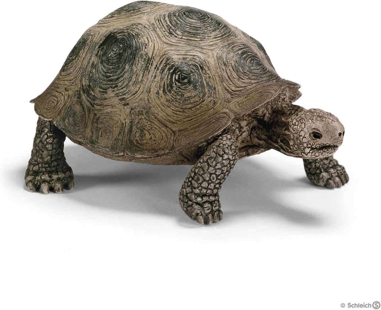 GIANT TURTLE