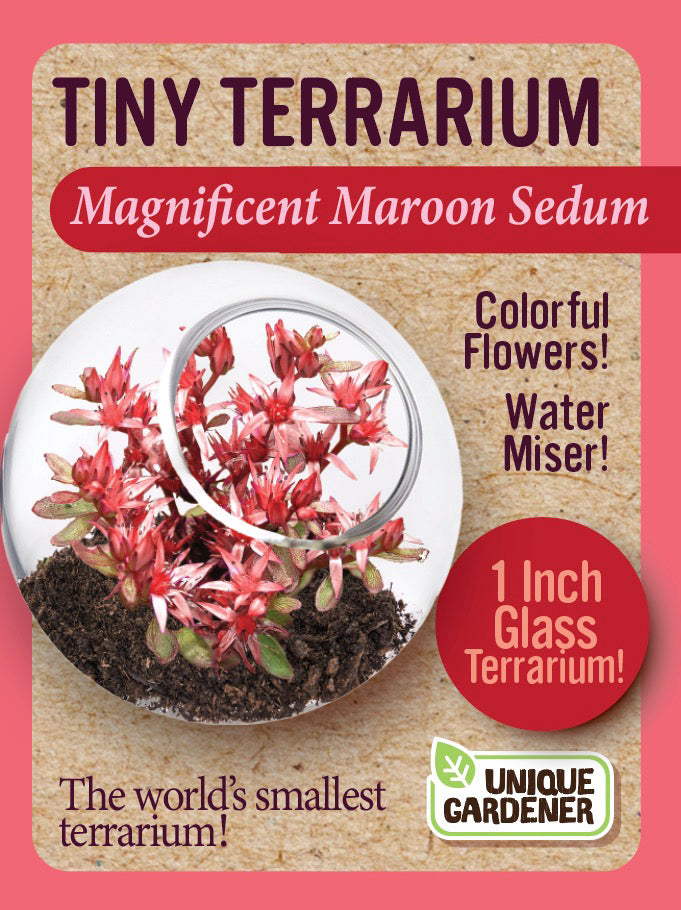 Magnificent Maroon Sedum