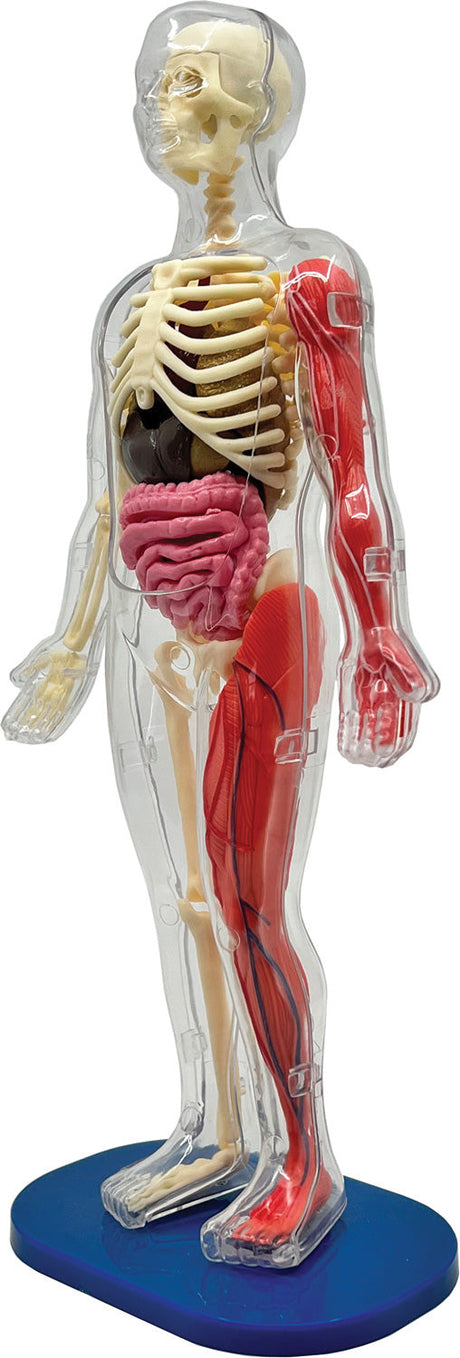 Smart Lab Squishy Human Body