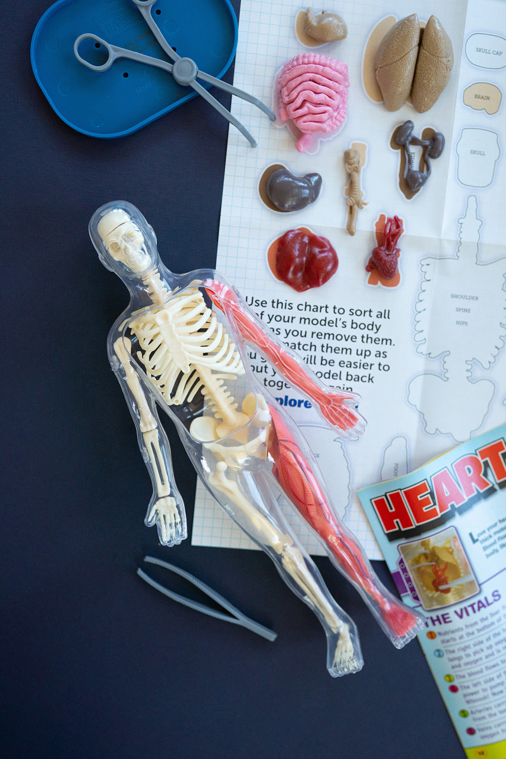 Smart Lab Skeleton Squishy Ultimate Squishy Human Body With