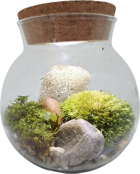 MossBowl - Grow Your Own Oasis