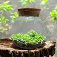 WaterPlants - Create Your Own Aquascape