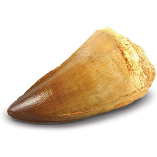 Ultimate Dino Dig Kit