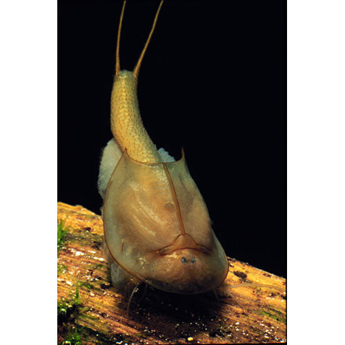 Triops Hatchery