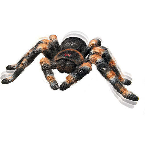 RC Tarantula
